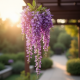 Purple Wisteria Hanging Floral Vine